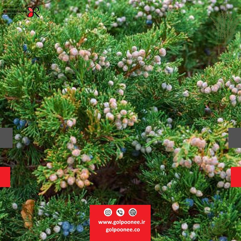 ارس درختچه چهار فصل برای طراحی فضای سبز باغچه